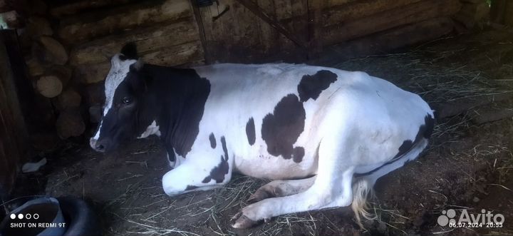 Телка стельная