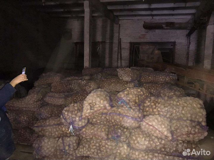 Семенной картофель гала