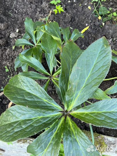 Морозник куст