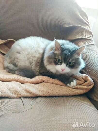 Стрижки собак и кошек