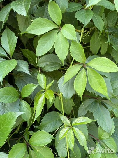 Виноград дикий вьюн