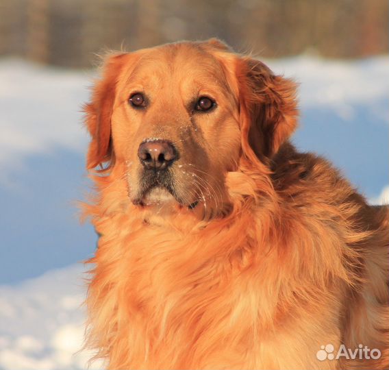 Золотые голдяшки