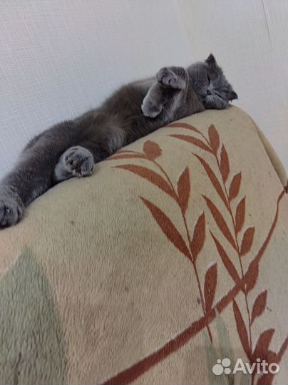 Британская