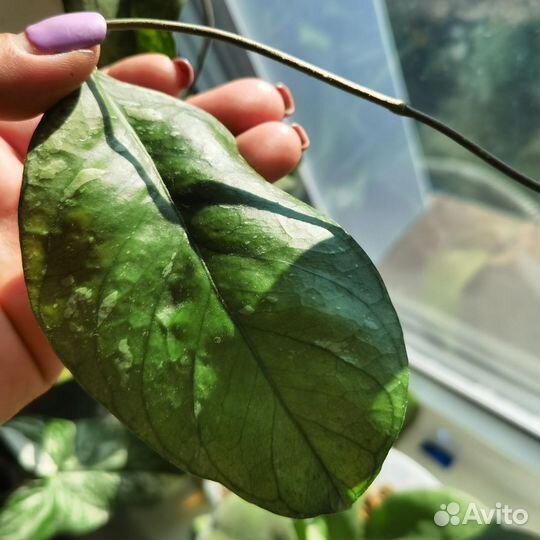 Хойи разные