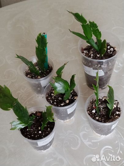 Декабрист белый