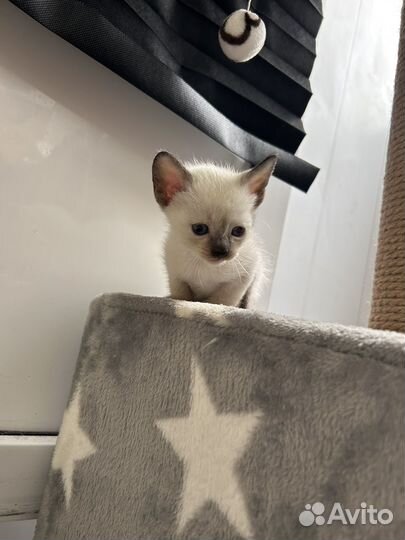 Котята сфинкс браш