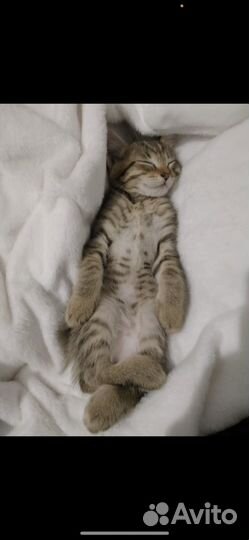 Кошка в добрые руки