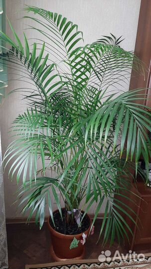 Пальма арека