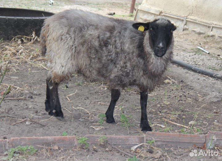 Овцы бараны ягнята