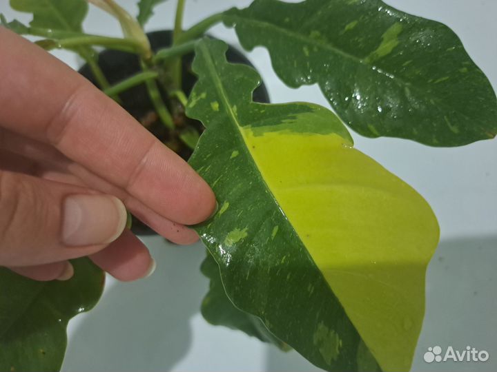 Филодендрон Ринг оф файер