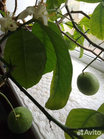 Саженцы лимона