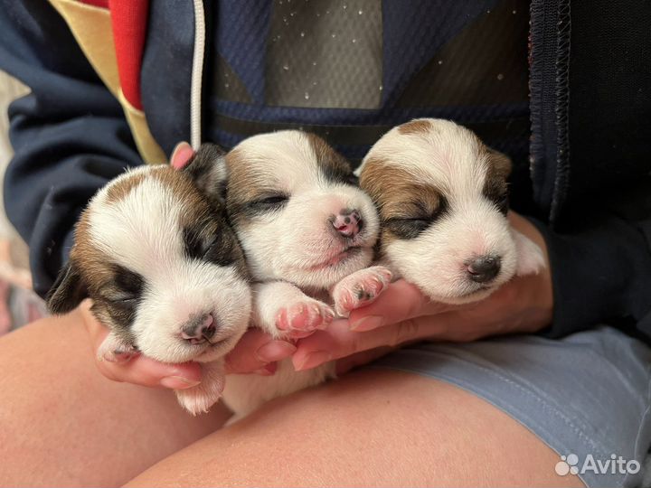 Джек Рассел терьер