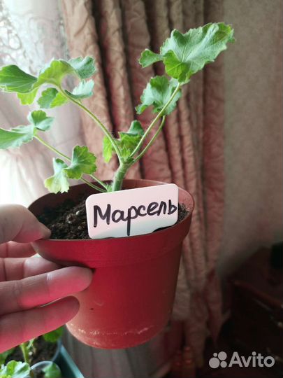 Пеларгония Та Марсель