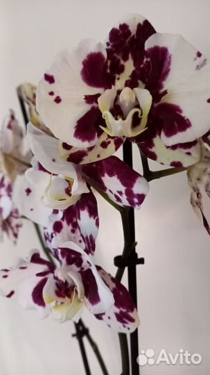 Орхидея фаленопсис