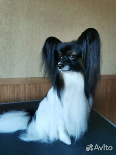 Грумер стрижка собак