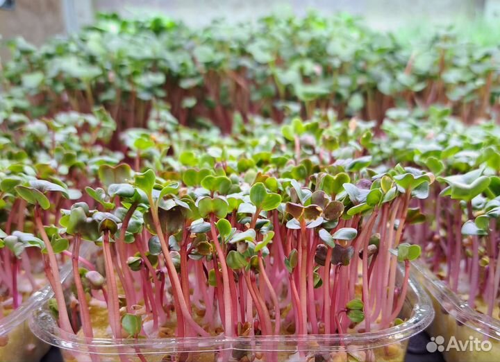 Микрозелень