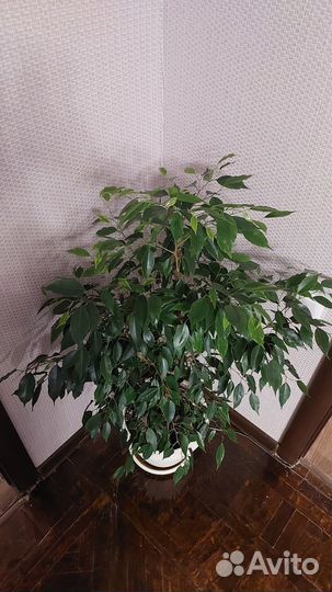 Бенджамина. Фикус