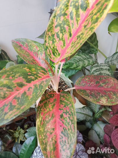 Аглаонема Tong Nue Kao