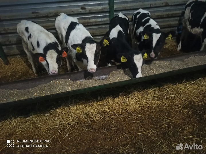 Телята мясной породы бычки