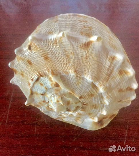 Ракушка Средеземного моря