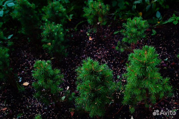 Ель декоративная канадская