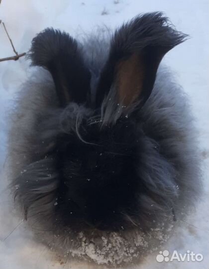 Пух кролика немецкая ангора