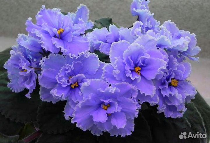 Сортовые фиалки