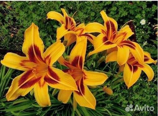 Лилейники сортовые