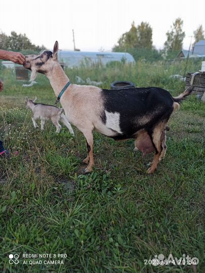 Козёл альпийский ч/п и его козлята(г.Пермь)