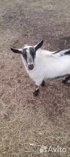 Козёл 1.5 год козлята 7.5 месяцев. И по 2 месяца