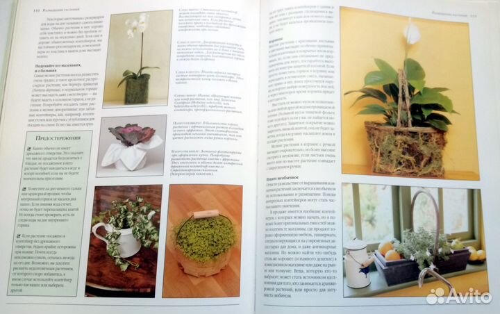 Комнатные растения Энциклопеция