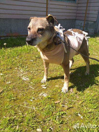 Собака Манечка