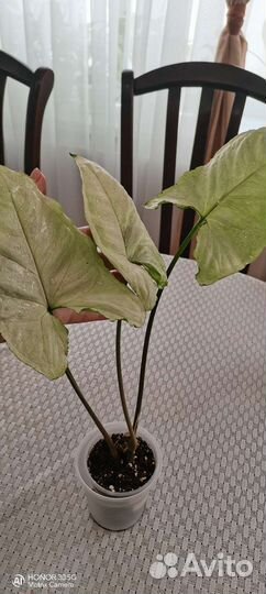 Сингониумы