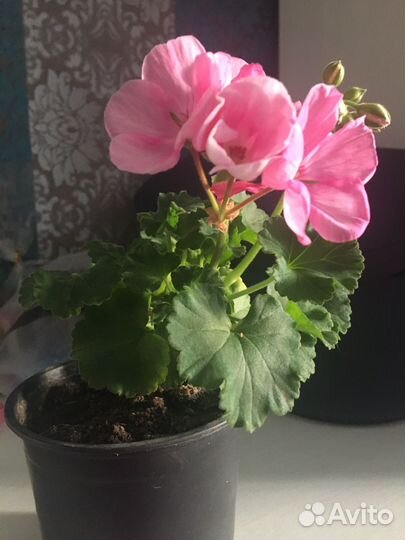 Сортовая пеларгония Пак Эмилия