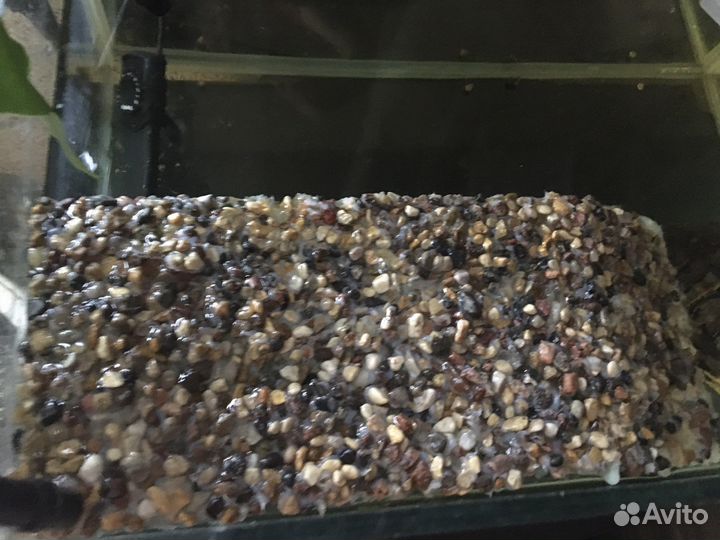 Большой Остров Красноухая Черепаха