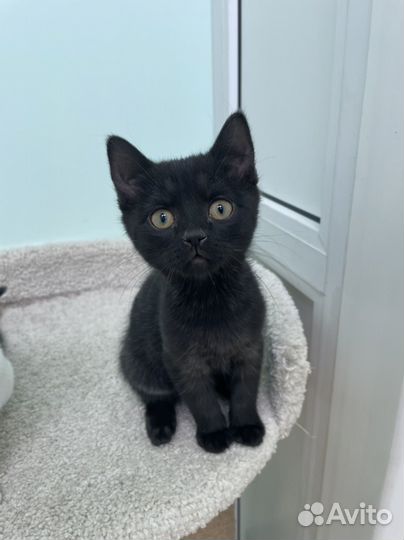 Девочка 3 мес