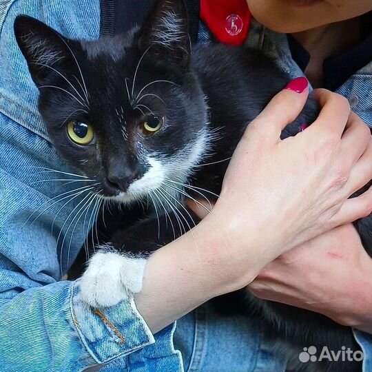 Котятки: все проходят мимо них