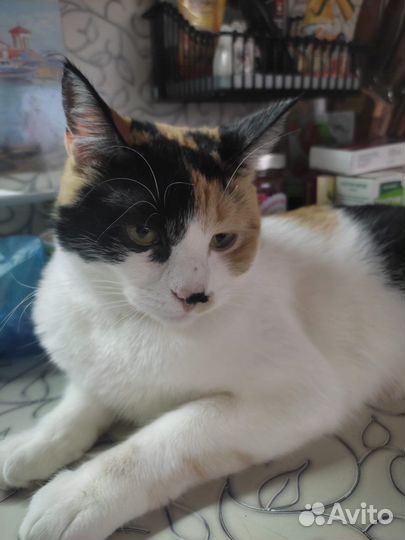 Кошечка в добрые руки