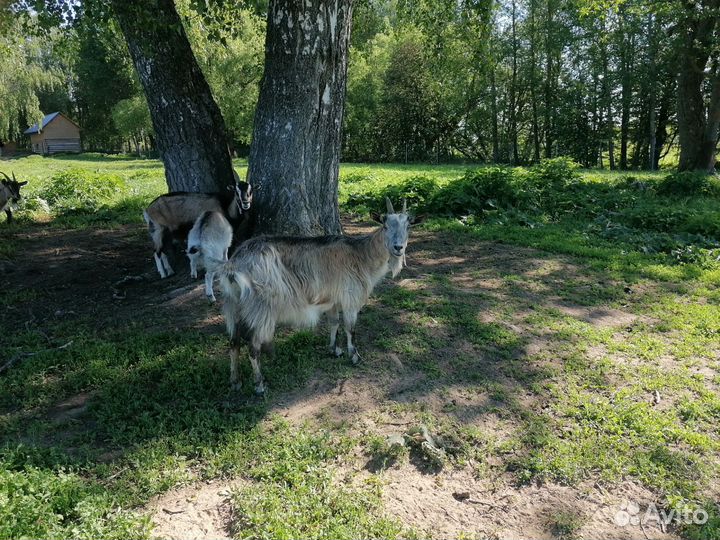 Романовские овцы ягнята бараны