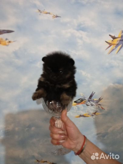 Щенки померанского шпица