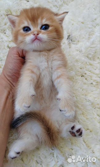 Бронирование котят ny12