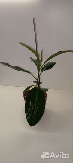 Фикус каучуконосный