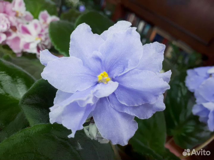 Фиалки список сортов