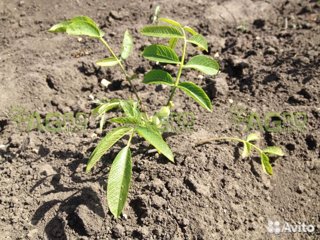 Саженцы персика и ореха