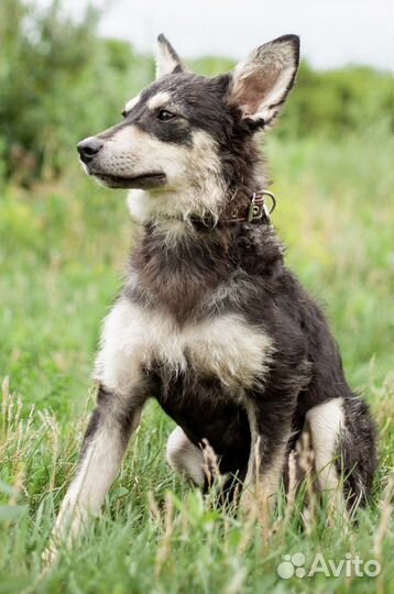 Маленькая собака