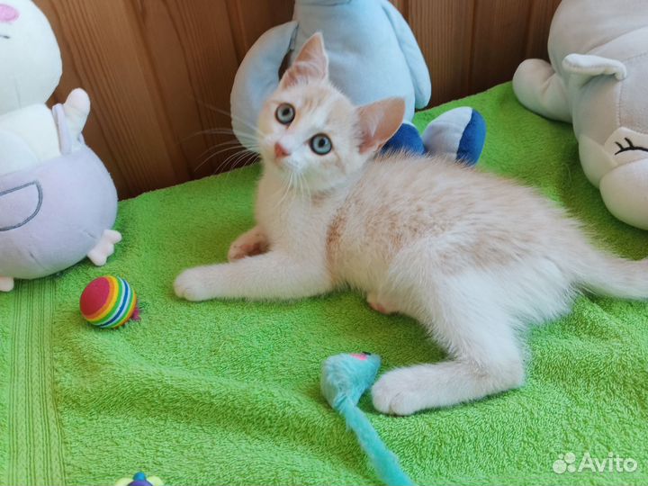 Боня спасен с улицы и ищет дом