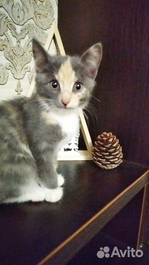 Котенок девочка бесплатно