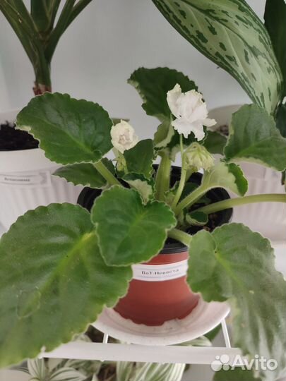 Фиалка Невеста