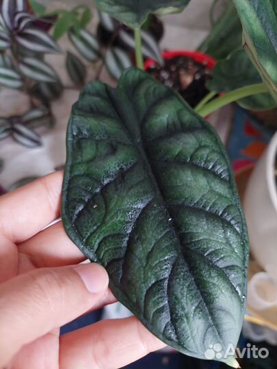 Дракон скайл