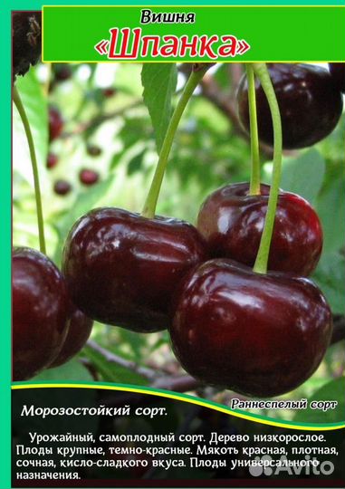 Вишня шоколадница